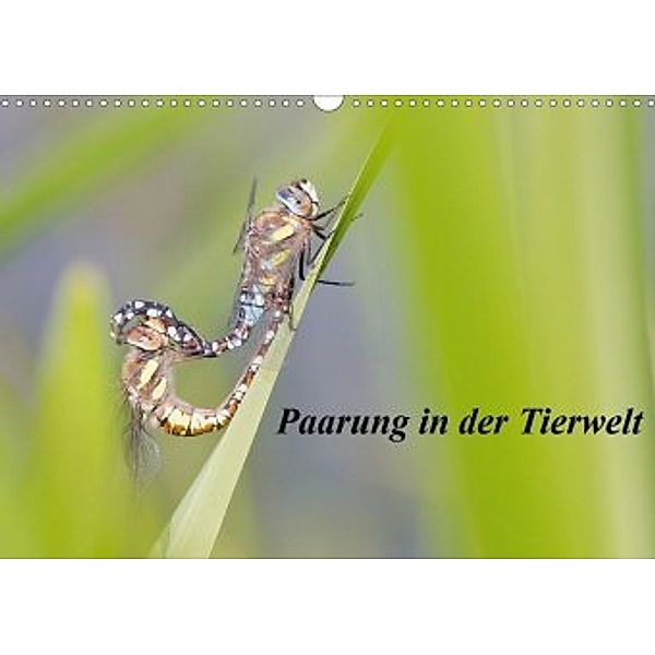 Paarung in der Tierwelt (Wandkalender 2020 DIN A3 quer), Wilfried Martin