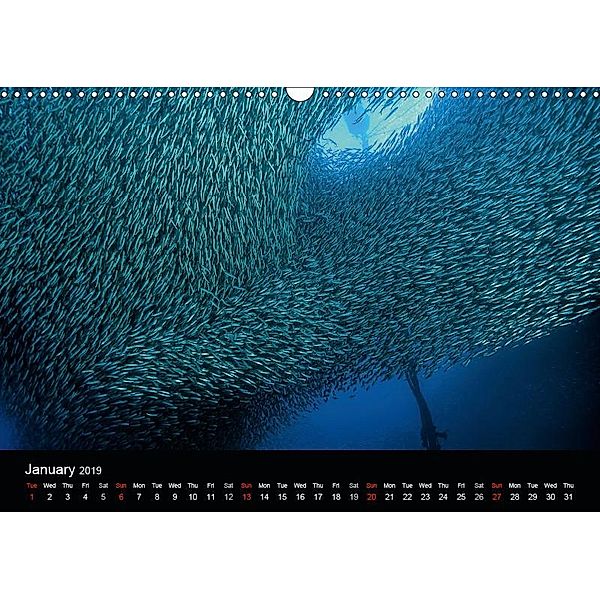 Pacific Schools of Fish (Wall Calendar 2019 DIN A3 Landscape), Henry Jager