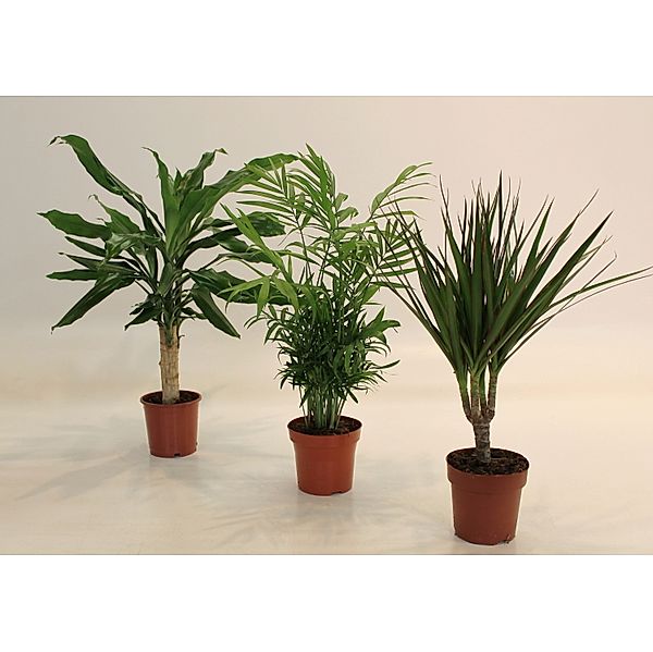 Palmen-Set, Dracena fragans, Zimmerpalme + Dracena Marginata