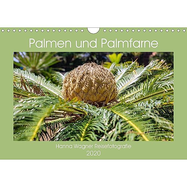 Palmen und Palmfarne (Wandkalender 2020 DIN A4 quer), Hanna Wagner