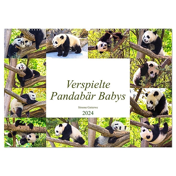 Pandabär Babys (Wandkalender 2024 DIN A2 quer), CALVENDO Monatskalender, Simone Gatterwe
