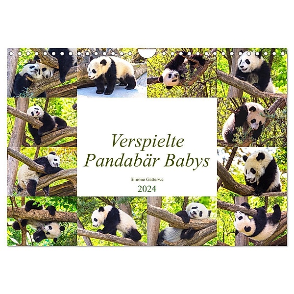 Pandabär Babys (Wandkalender 2024 DIN A4 quer), CALVENDO Monatskalender, Simone Gatterwe
