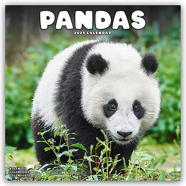 Pandas - Pandabären 2025 - 16-Monatskalender, Avonside Publishing Ltd