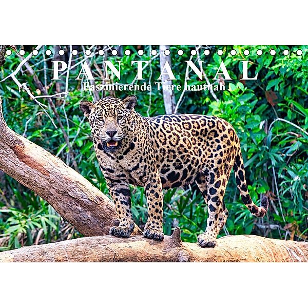Pantanal: Faszinierende Tiere hautnah (Tischkalender 2021 DIN A5 quer), Michael Kurz