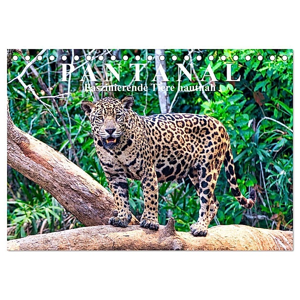 Pantanal: Faszinierende Tiere hautnah (Tischkalender 2024 DIN A5 quer), CALVENDO Monatskalender, Michael Kurz