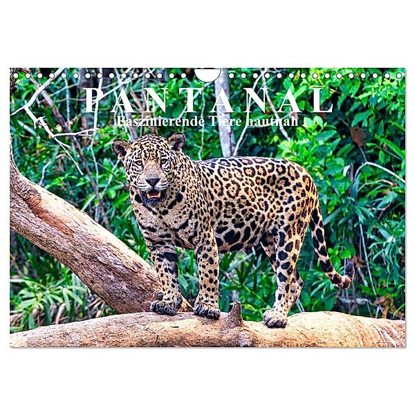 Pantanal: Faszinierende Tiere hautnah (Wandkalender 2024 DIN A4 quer), CALVENDO Monatskalender, Michael Kurz
