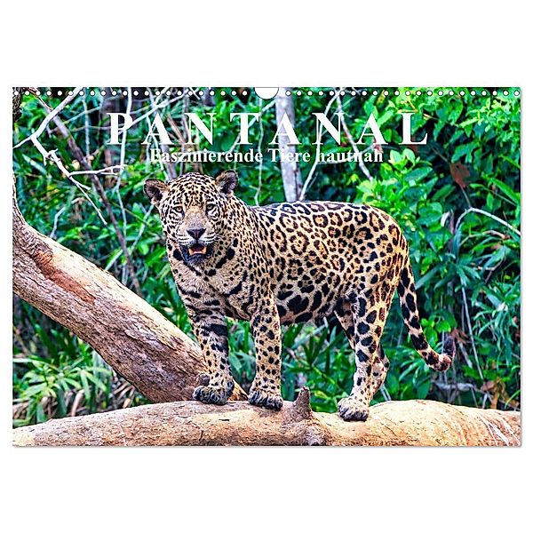 Pantanal: Faszinierende Tiere hautnah (Wandkalender 2025 DIN A3 quer), CALVENDO Monatskalender, Calvendo, Michael Kurz