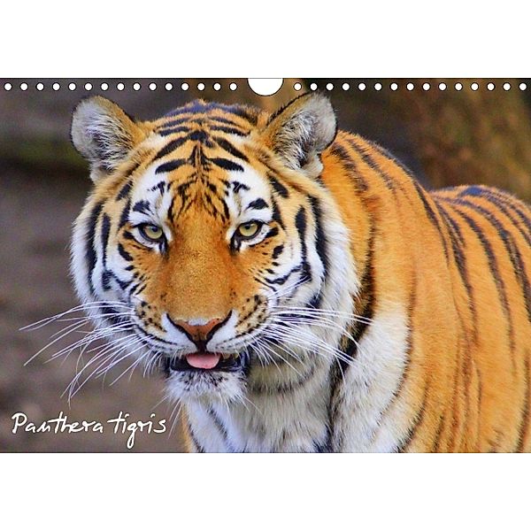Panthera tigris (Posterbuch DIN A4 quer), Marina Meerstedt