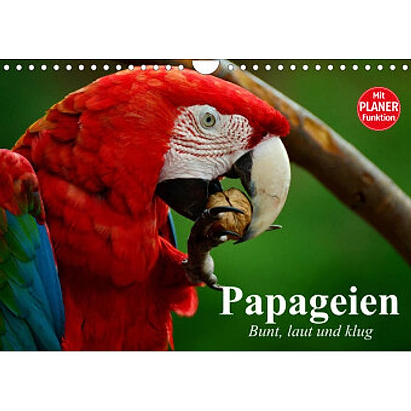 Papageien. Bunt, laut und klug (Wandkalender 2022 DIN A4 quer), Elisabeth Stanzer
