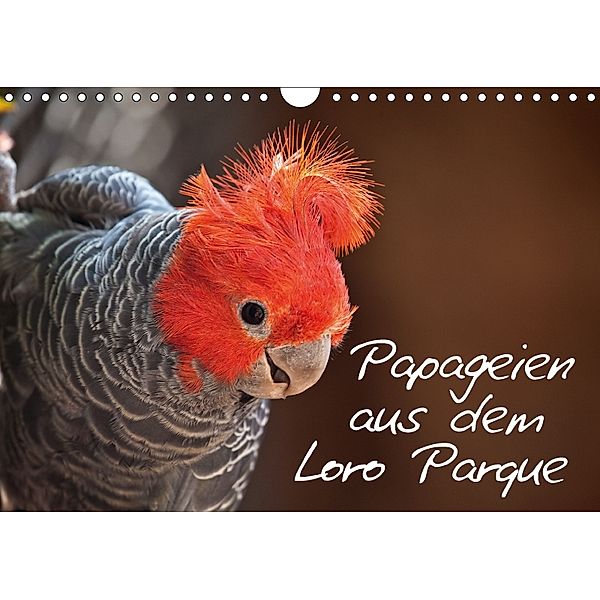 Papageien im Loro Parque (Wandkalender 2018 DIN A4 quer), Ulrich Brodde