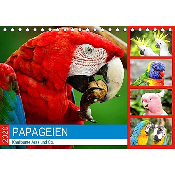 Papageien. Knallbunte Aras und Co. (Tischkalender 2020 DIN A5 quer), Rose Hurley