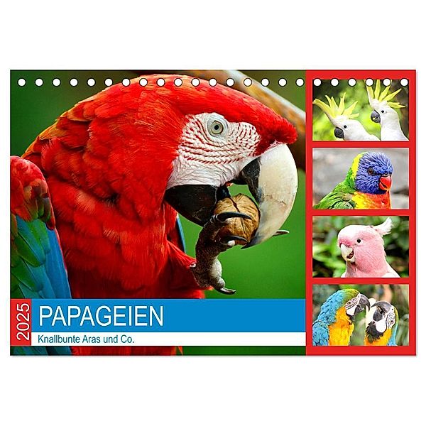 Papageien. Knallbunte Aras und Co. (Tischkalender 2025 DIN A5 quer), CALVENDO Monatskalender, Calvendo, Rose Hurley
