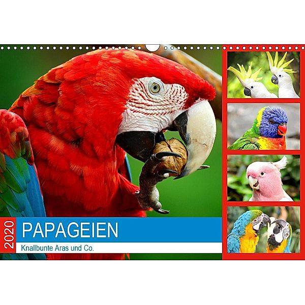 Papageien. Knallbunte Aras und Co. (Wandkalender 2020 DIN A3 quer), Rose Hurley