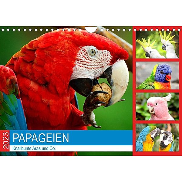 Papageien. Knallbunte Aras und Co. (Wandkalender 2023 DIN A4 quer), Rose Hurley