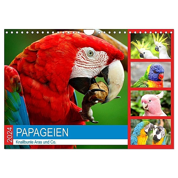 Papageien. Knallbunte Aras und Co. (Wandkalender 2024 DIN A4 quer), CALVENDO Monatskalender, Rose Hurley