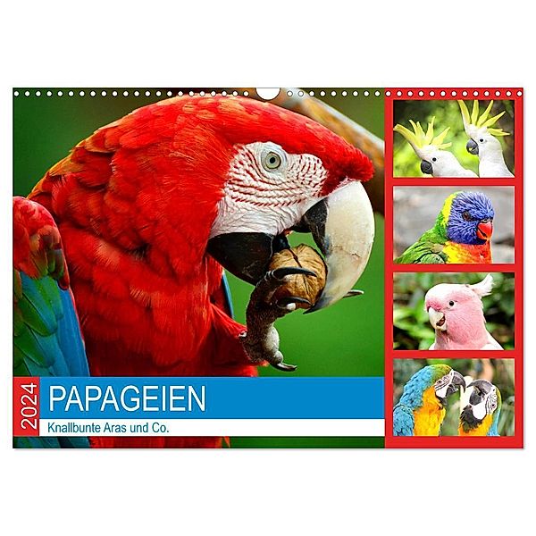 Papageien. Knallbunte Aras und Co. (Wandkalender 2024 DIN A3 quer), CALVENDO Monatskalender, Rose Hurley