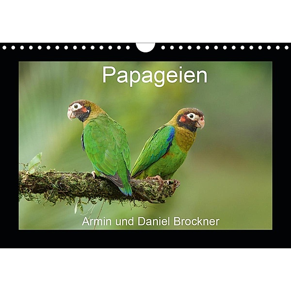 Papageien (Wandkalender 2021 DIN A4 quer), Armin Brockner