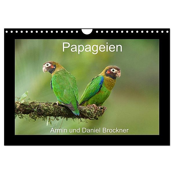 Papageien (Wandkalender 2024 DIN A4 quer), CALVENDO Monatskalender, Armin Brockner