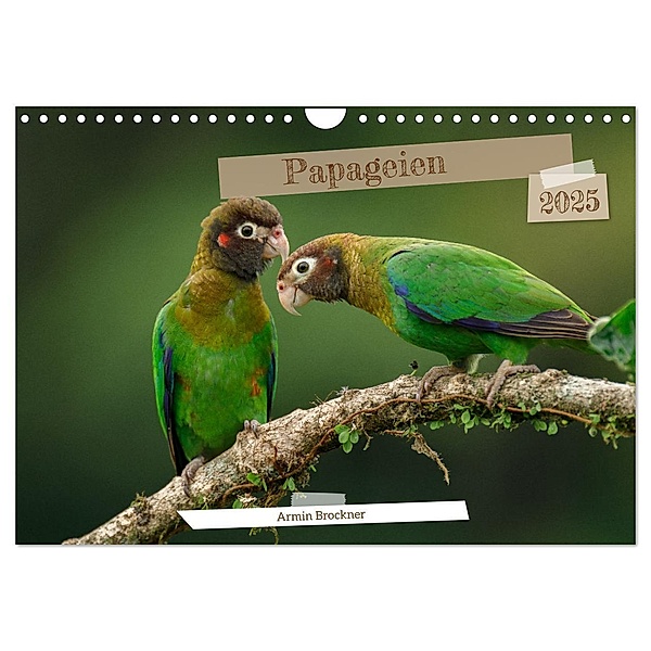 Papageien (Wandkalender 2025 DIN A4 quer), CALVENDO Monatskalender, Calvendo, Armin Brockner
