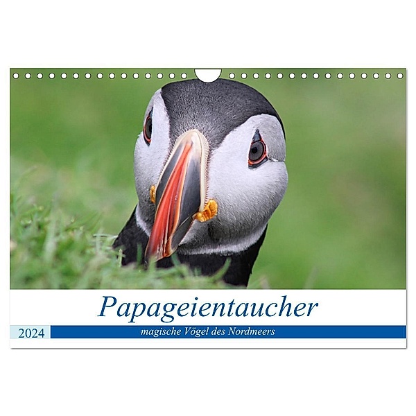 Papageientaucher 2024 - Magische Vögel des Nordmeers (Wandkalender 2024 DIN A4 quer), CALVENDO Monatskalender, been.there.recently