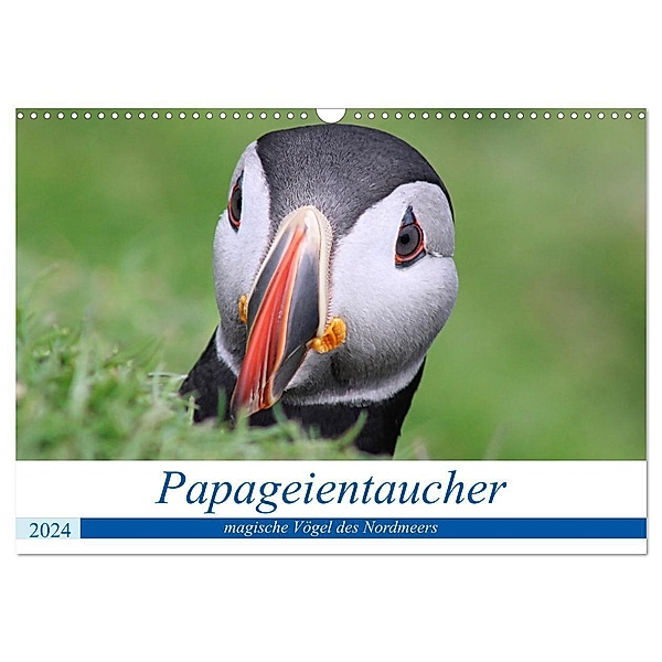 Papageientaucher 2024 - Magische Vögel des Nordmeers (Wandkalender 2024 DIN A3 quer), CALVENDO Monatskalender, been.there.recently