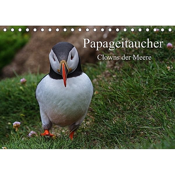 Papageitaucher Clowns der Meere (Tischkalender 2014 DIN A5 quer), Leon Uppena