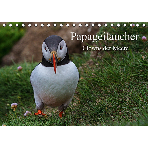 Papageitaucher Clowns der Meere (Tischkalender 2019 DIN A5 quer), Leon Uppena