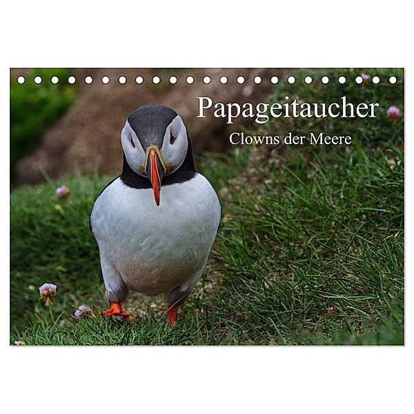 Papageitaucher Clowns der Meere (Tischkalender 2025 DIN A5 quer), CALVENDO Monatskalender, Calvendo, Leon Uppena