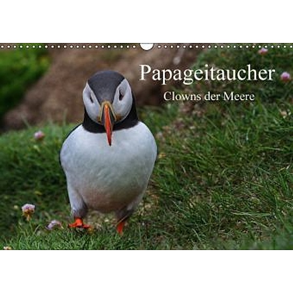 Papageitaucher Clowns der Meere (Wandkalender 2016 DIN A3 quer), Leon Uppena