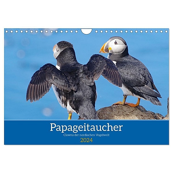 Papageitaucher - Clowns der nordischen Vogelwelt (Wandkalender 2024 DIN A4 quer), CALVENDO Monatskalender, Reinhard Pantke