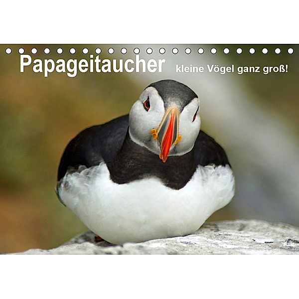 Papageitaucher - kleine Vögel ganz groß! (Tischkalender 2021 DIN A5 quer), Babett Paul - Babett's Bildergalerie