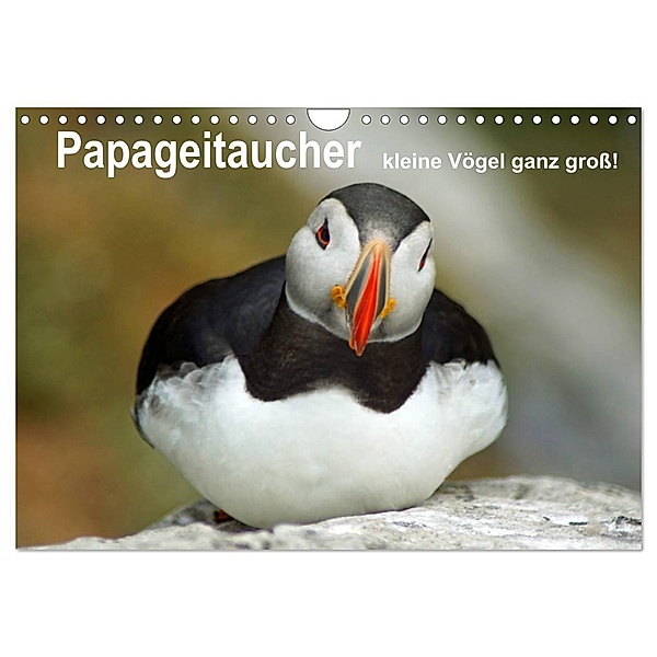 Papageitaucher - kleine Vögel ganz gross! (Wandkalender 2024 DIN A4 quer), CALVENDO Monatskalender, Babett Paul - Babett's Bildergalerie