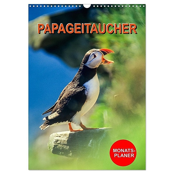 Papageitaucher Monatsplaner (Wandkalender 2025 DIN A3 hoch), CALVENDO Monatskalender, Calvendo, Carola Vahldiek