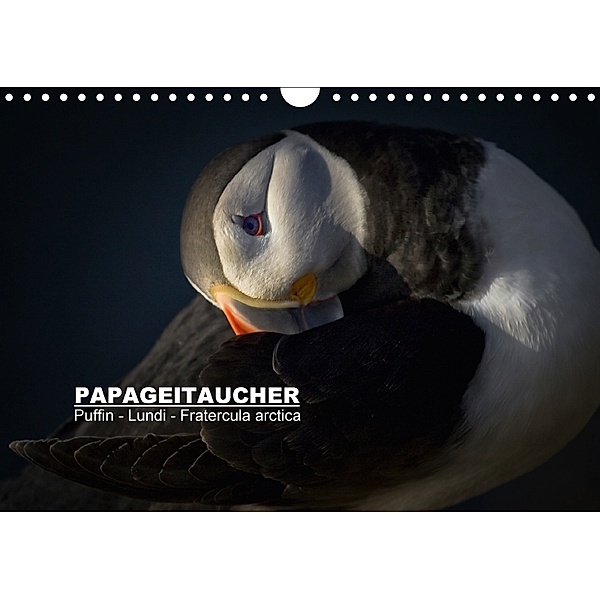 Papageitaucher: Puffin - Lundi - Fratercula arctica (Wandkalender 2018 DIN A4 quer) Dieser erfolgreiche Kalender wurde d, Norman Preißler