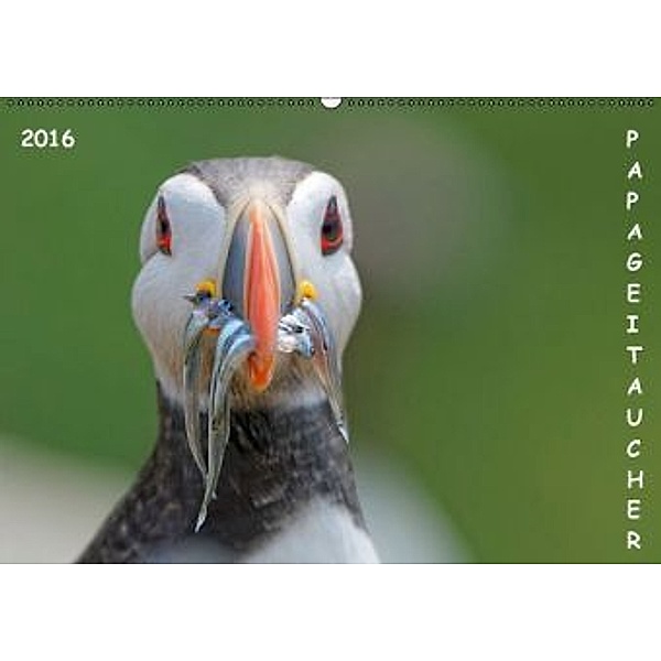 Papageitaucher (Wandkalender 2016 DIN A2 quer), Gerald Wolf