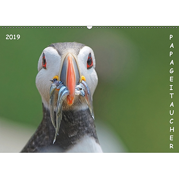 Papageitaucher (Wandkalender 2019 DIN A2 quer), Gerald Wolf