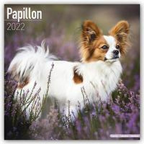 Papillon 2022 - 16-Monatskalender, Avonside Publishing Ltd