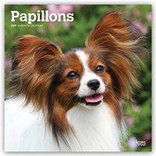 Papillons 2019 - 18-Monatskalender mit freier DogDays-App