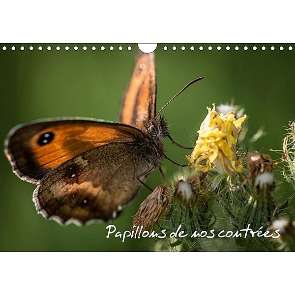 Papillons de nos contrées (Calendrier mural 2021 DIN A4 horizontal), Francis Demange Photographe
