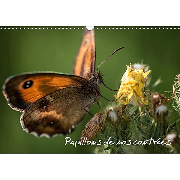 Papillons de nos contrées (Calendrier mural 2021 DIN A3 horizontal), Francis Demange Photographe