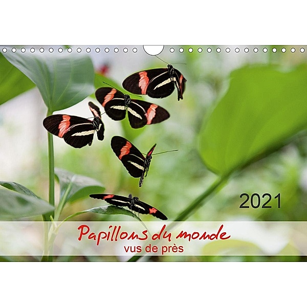 Papillons du monde, vus de près (Calendrier mural 2021 DIN A4 horizontal), Thomas Zeidler