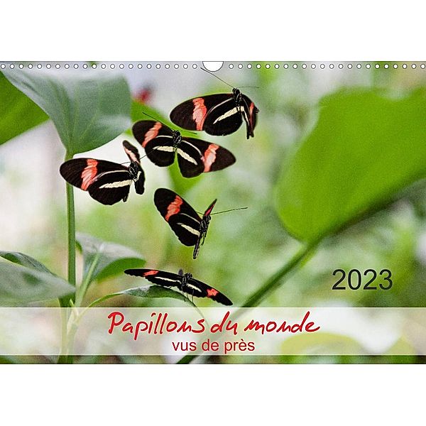Papillons du monde, vus de près (Calendrier mural 2023 DIN A3 horizontal), Thomas Zeidler