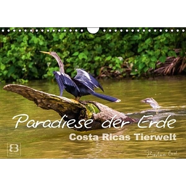 Paradiese der Erde: Costa Ricas Tierwelt (Wandkalender 2016 DIN A4 quer), Barbara Busch