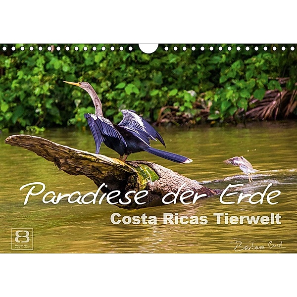 Paradiese der Erde: Costa Ricas Tierwelt (Wandkalender 2021 DIN A4 quer), Barbara Busch