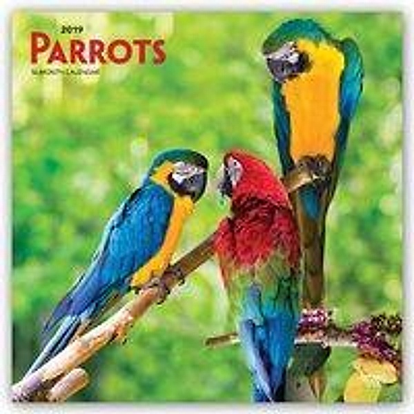 Parrots - Papageien 2019 - 18-Monatskalender