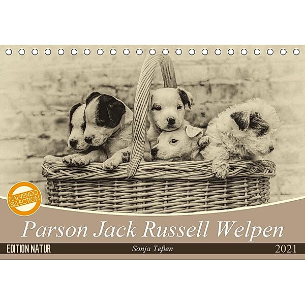 Parson Jack Russel Welpen (Tischkalender 2021 DIN A5 quer), Sonja Teßen