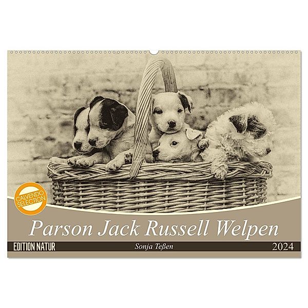 Parson Jack Russel Welpen (Wandkalender 2024 DIN A2 quer), CALVENDO Monatskalender, Sonja Tessen