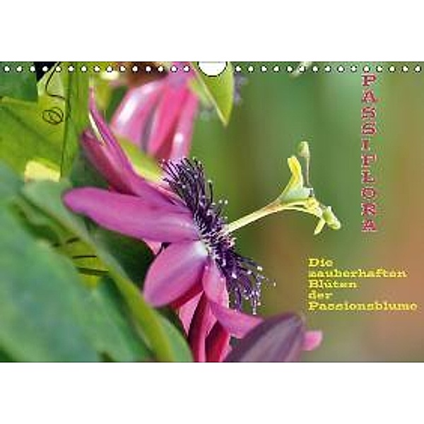 Passiflora (Wandkalender 2015 DIN A4 quer), GUGIGEI