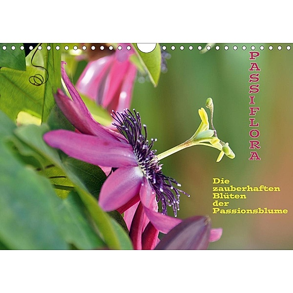 Passiflora (Wandkalender 2021 DIN A4 quer), Gugigei