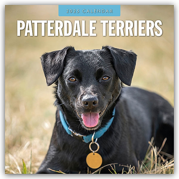 Patterdale Terriers - Patterdale Terrier - Schwarzer Terrier 2025 - 16-Monatskalender, Red Robin Publishing Ltd